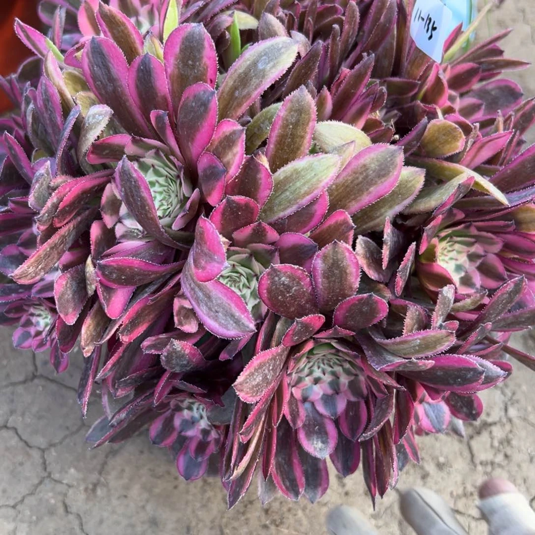 135粉铜多肉植物系