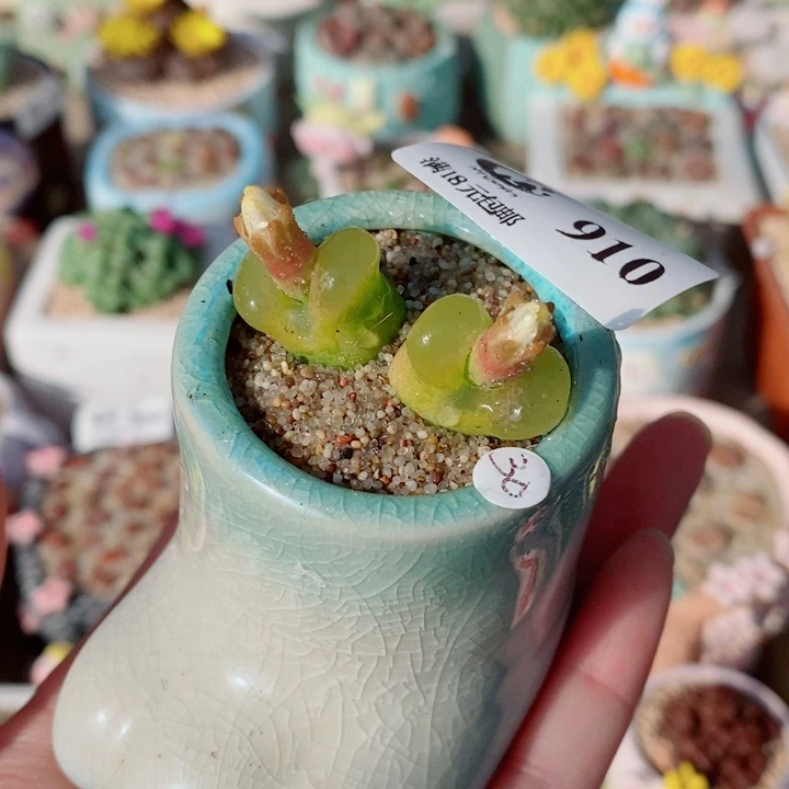 生石花花花花花花花910