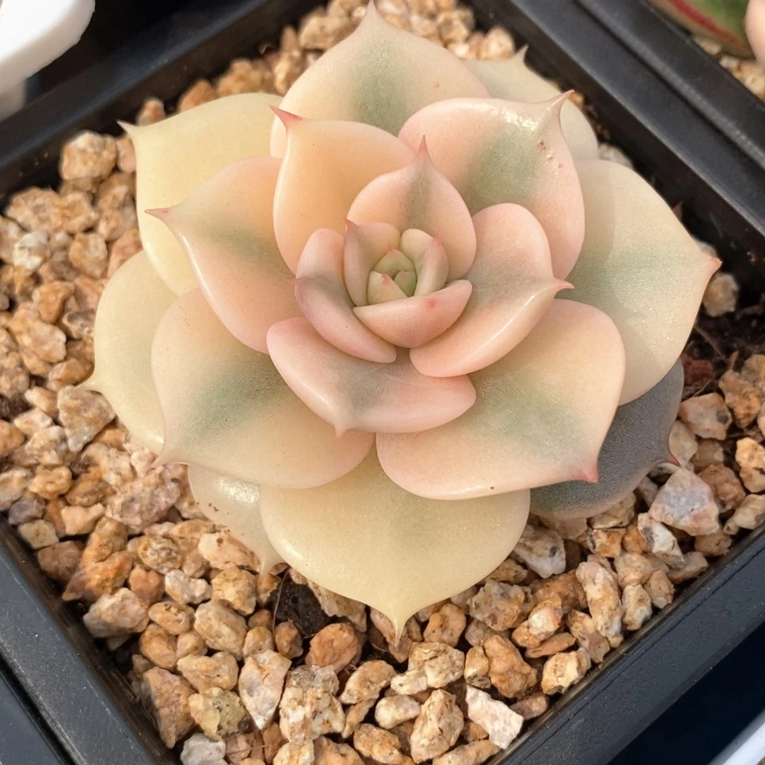 贝加尔湖锦多肉锦