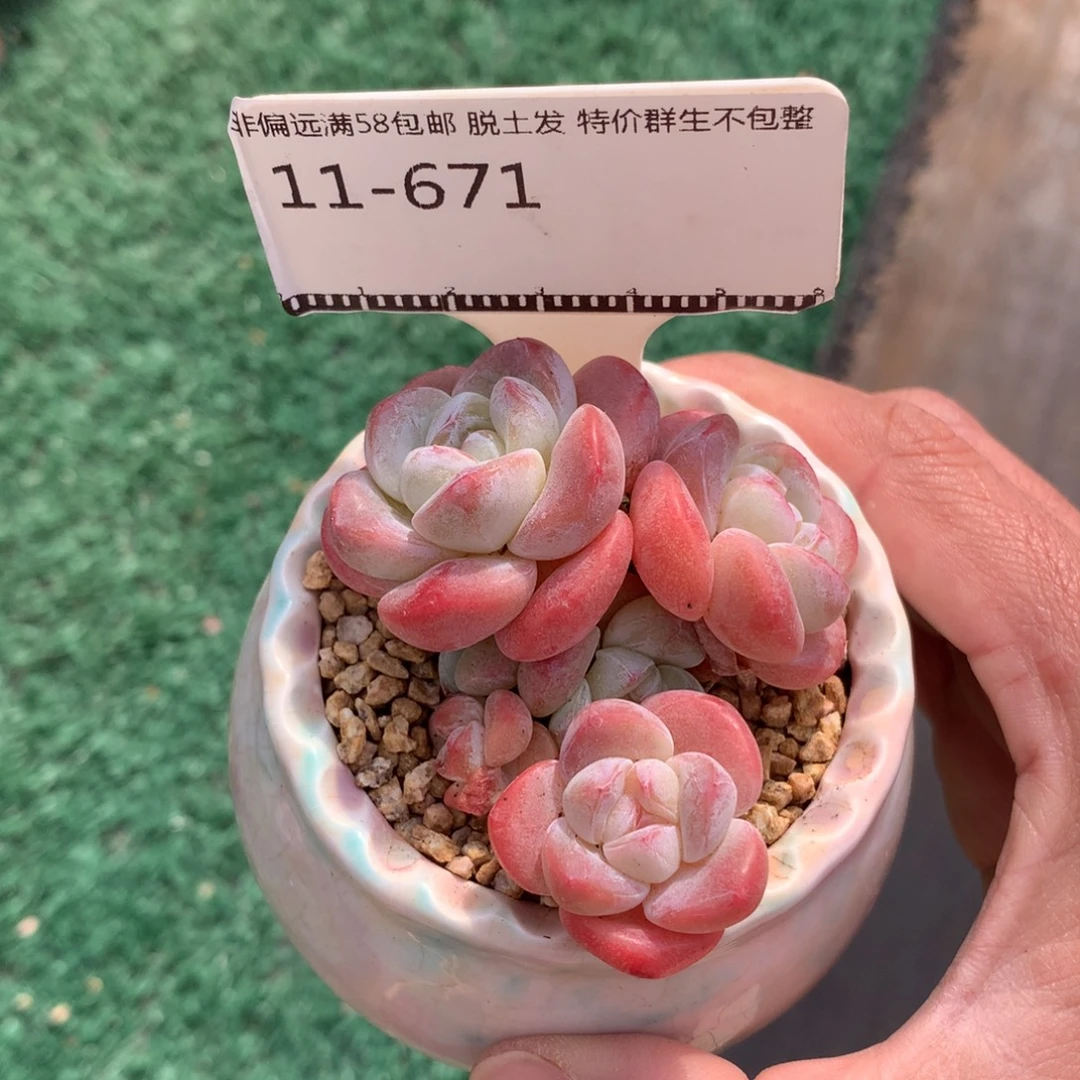 冰玉自然群精品多肉58包邮