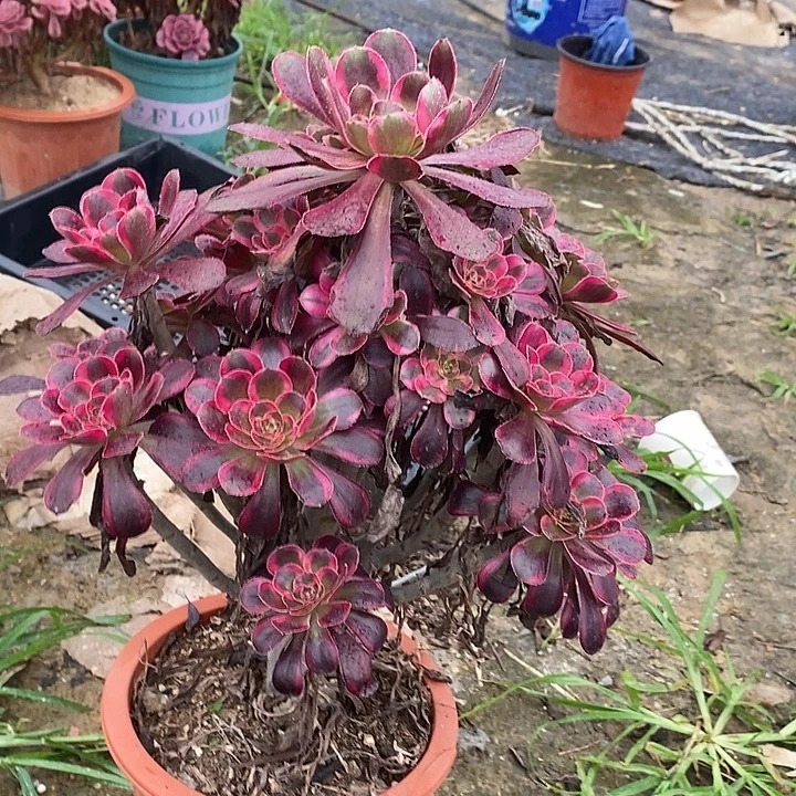 小***常丽娜59多肉植物法师法师
