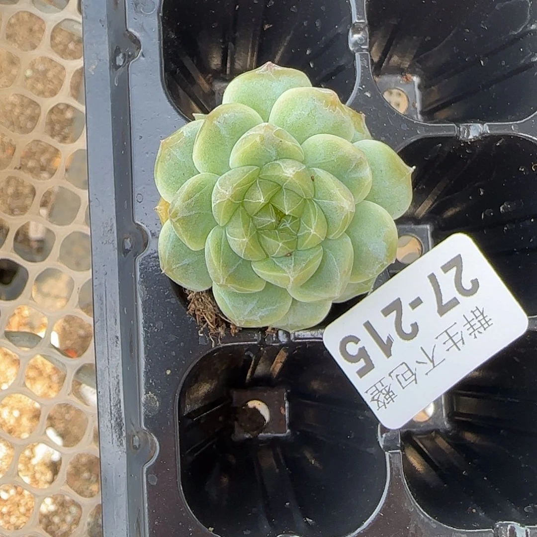 小卡拉米糖心一物一拍27-215