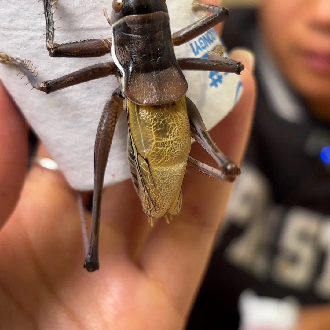 治***切蝈蝈蝈蝈福福价格