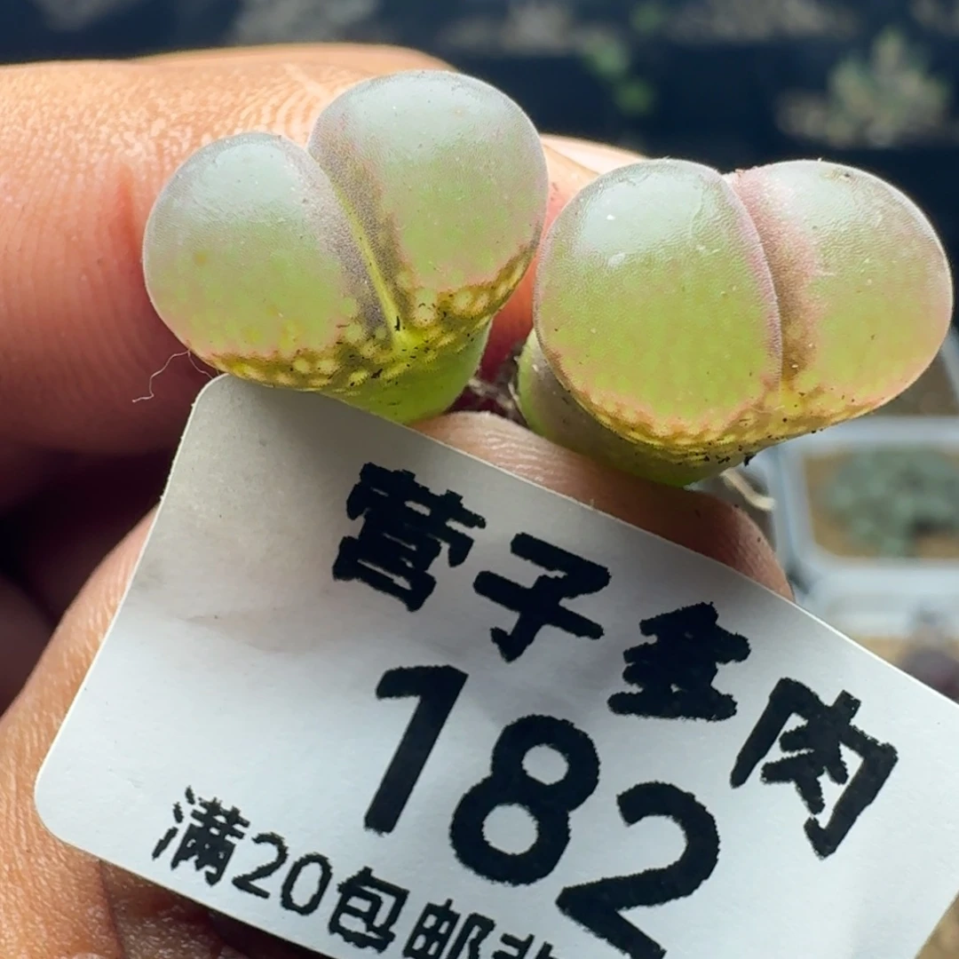 果***陈红宝石。