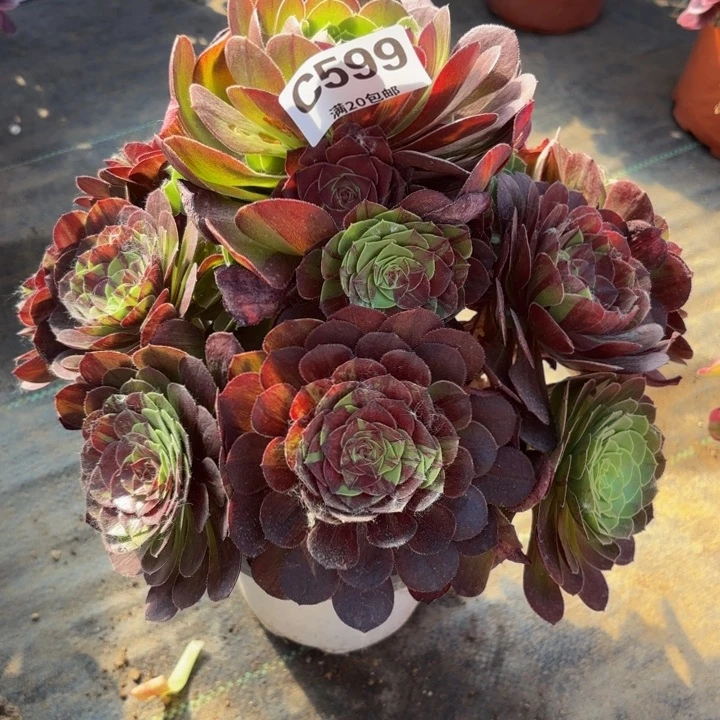 瑞妈多肉植物599