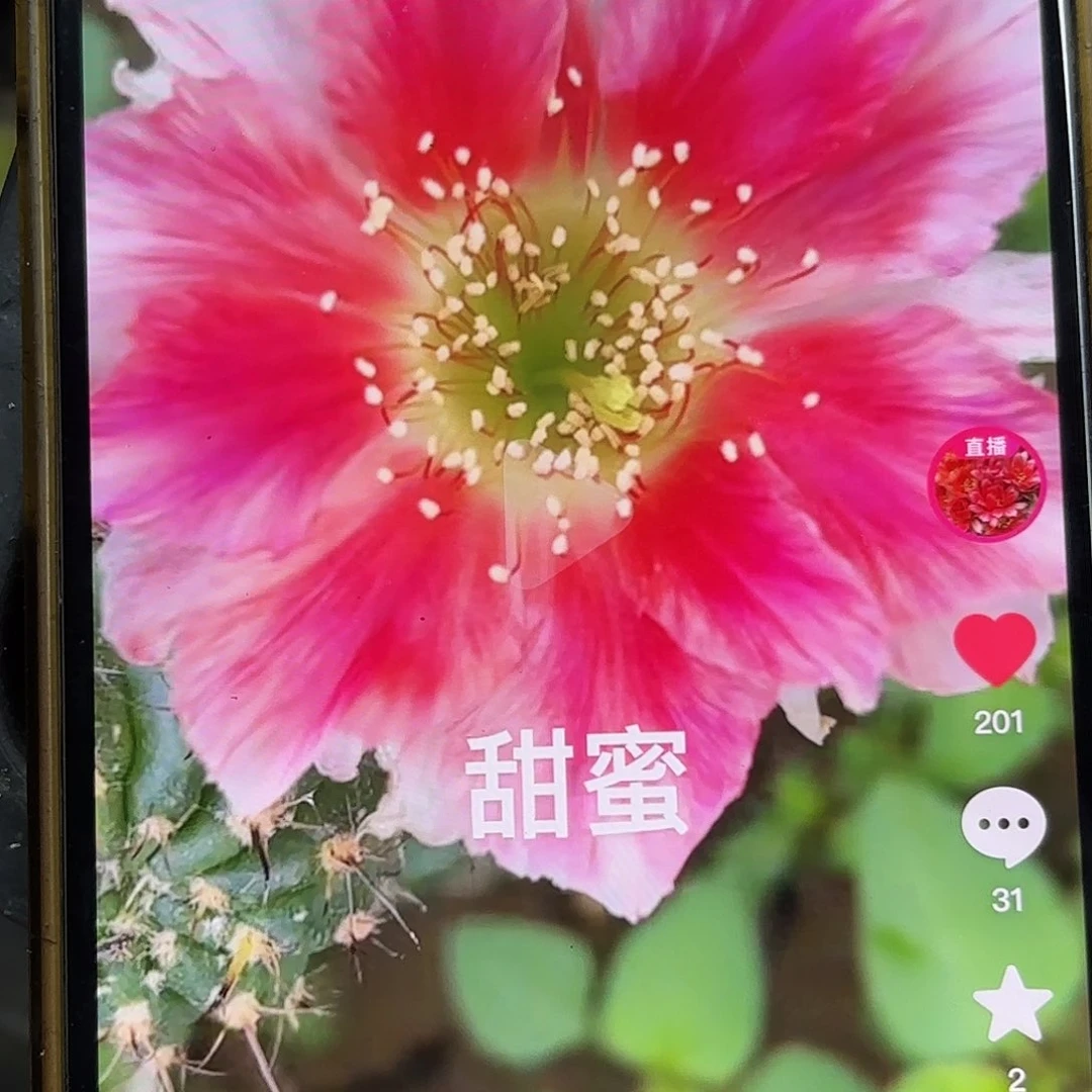 甜心丽花侧牙20包邮仙人球27