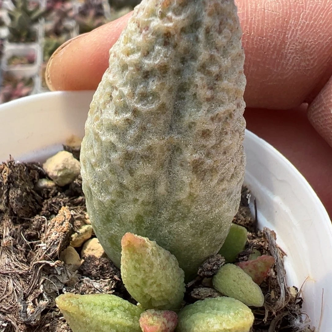 奶油冰淇淋水泡多肉植物