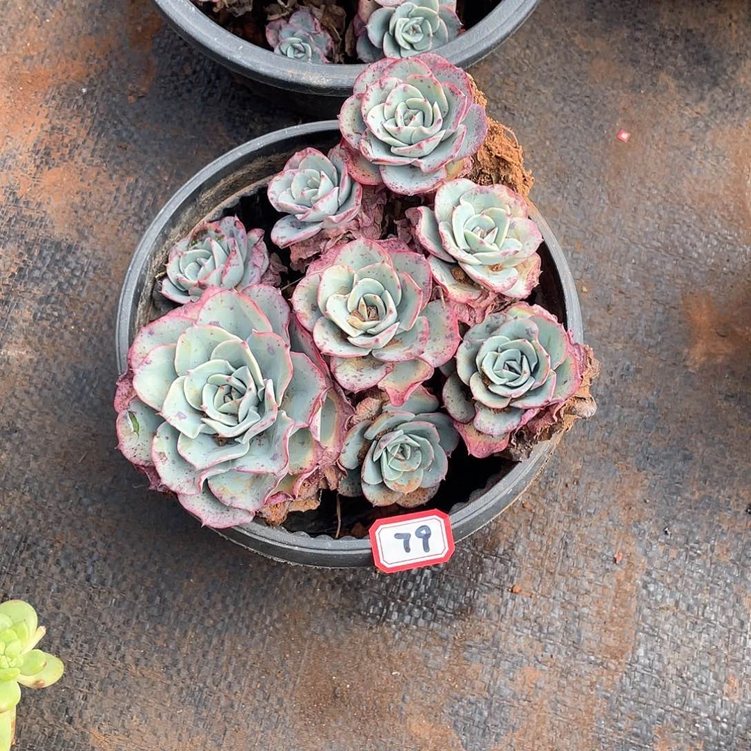 79黄桃 一物一拍多肉