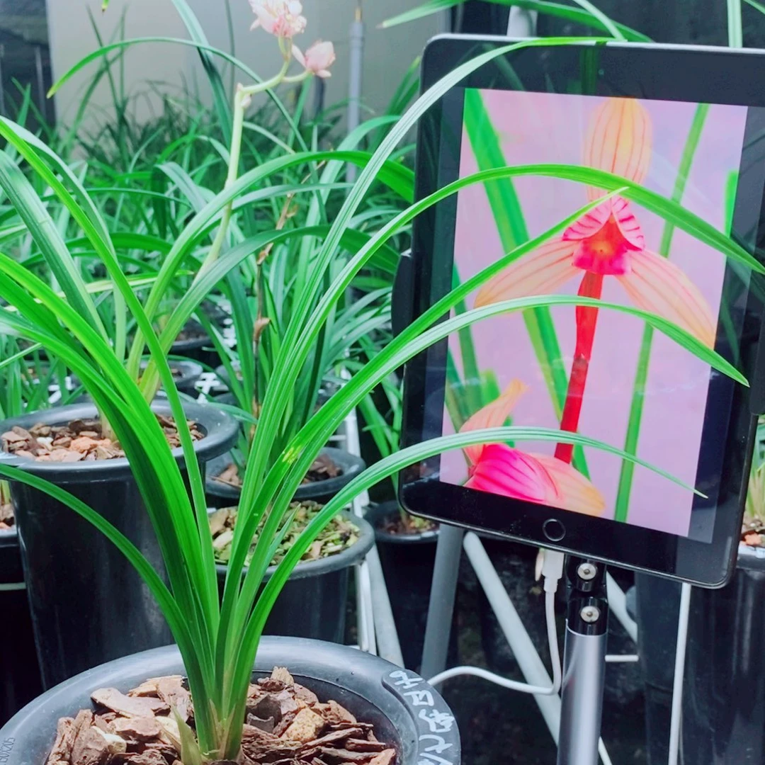 当前无花栽培后可以开花