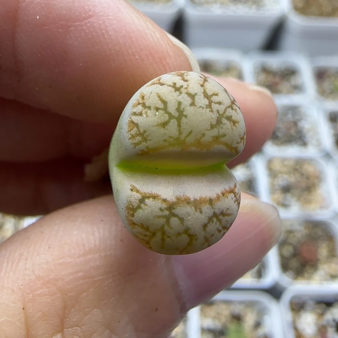 583稍有腿特30包邮