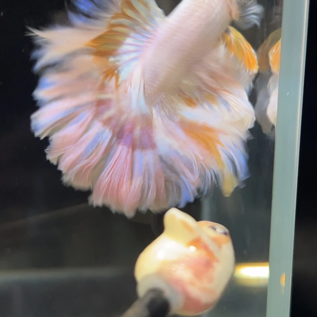 斗鱼29号绝美上新：粉黄色花瓣
