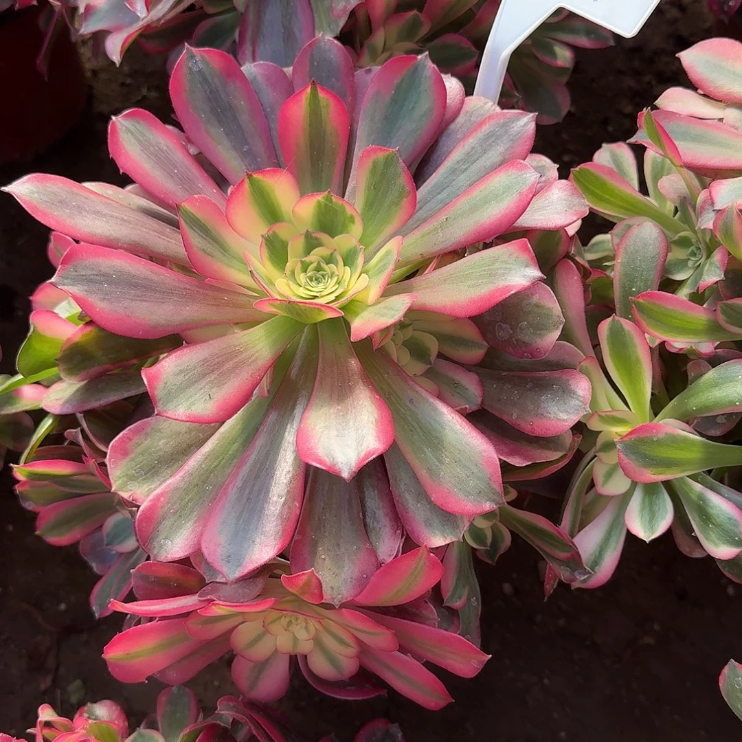 4561桃夭多肉法师多肉