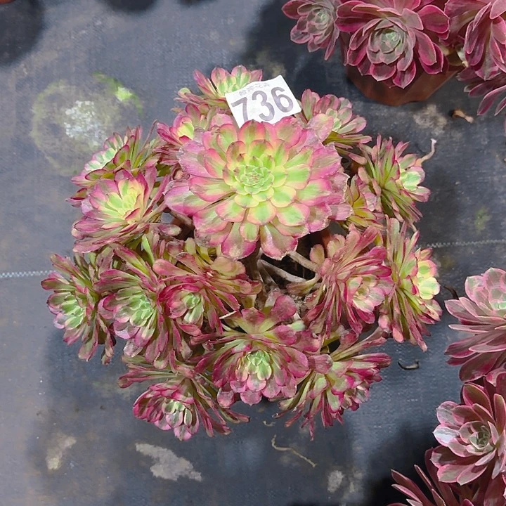 00000000000736舞天姬