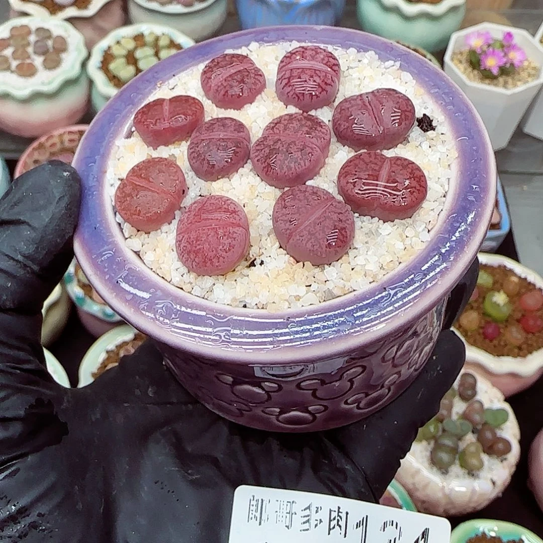 生石花满18包邮1201-134