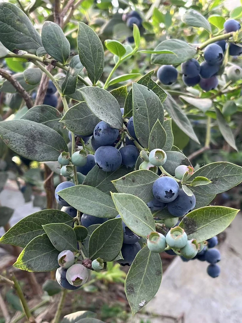 山东蓝莓精品新鲜果现摘现发 净重1.5斤6大盒