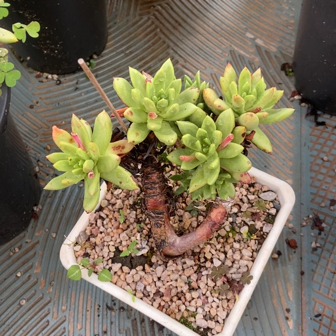 法诺苹果叶多肉植物