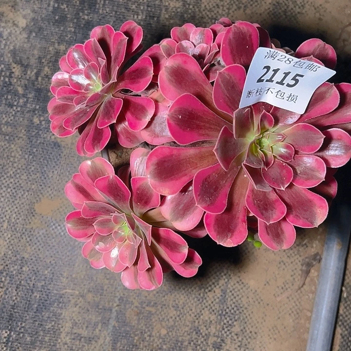 褔***兰2115美杜莎多肉植物