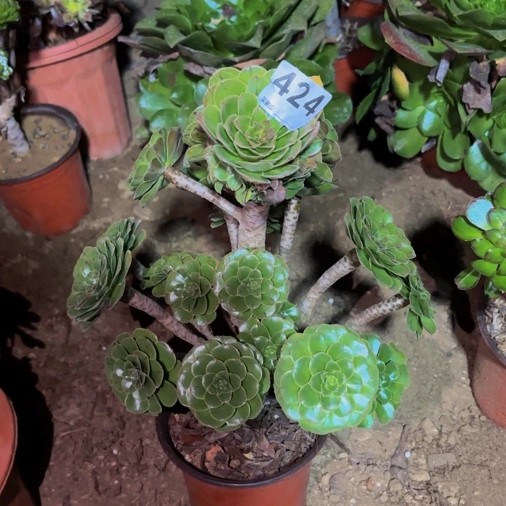 424原始绿法师多肉植物