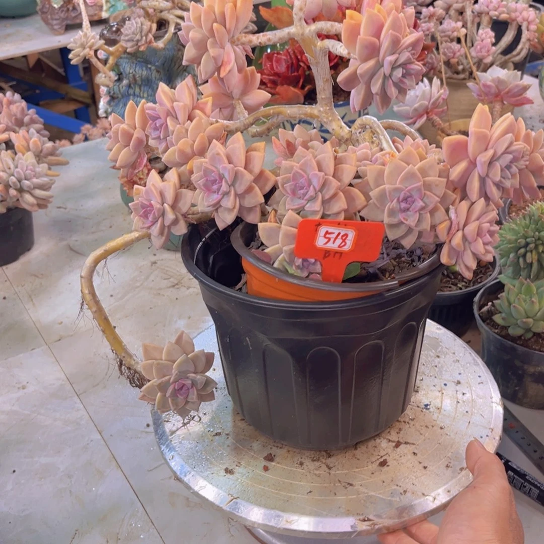 烁*熙淡雪518多肉植物