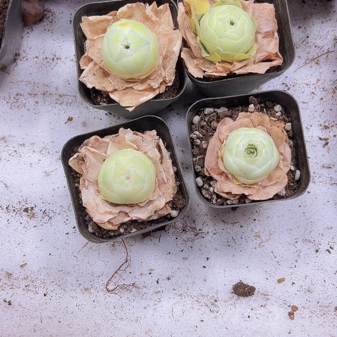 彩鸡蛋3盆带盆带土19包邮