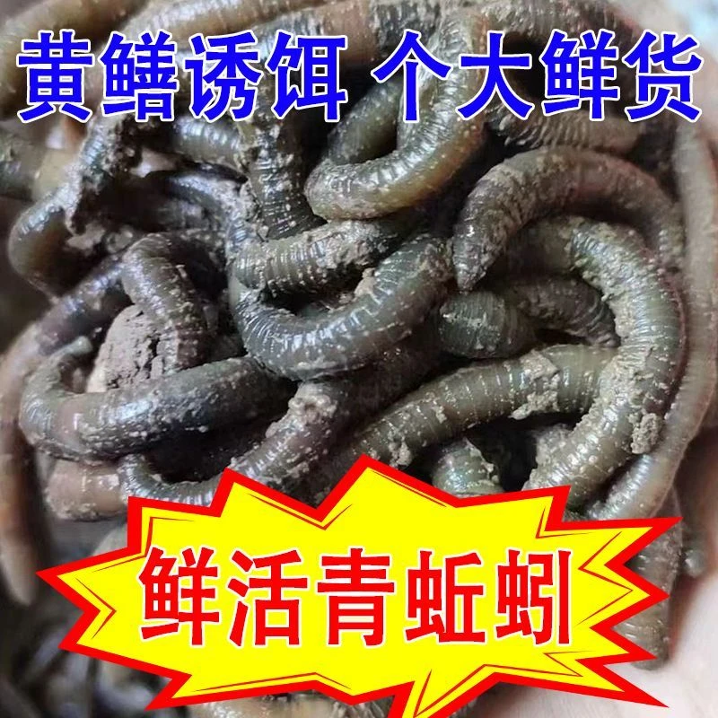 青蚯蚓活饵鲜活垂钓鱼饵料活体野生黄鳝户外现货特大特臭
