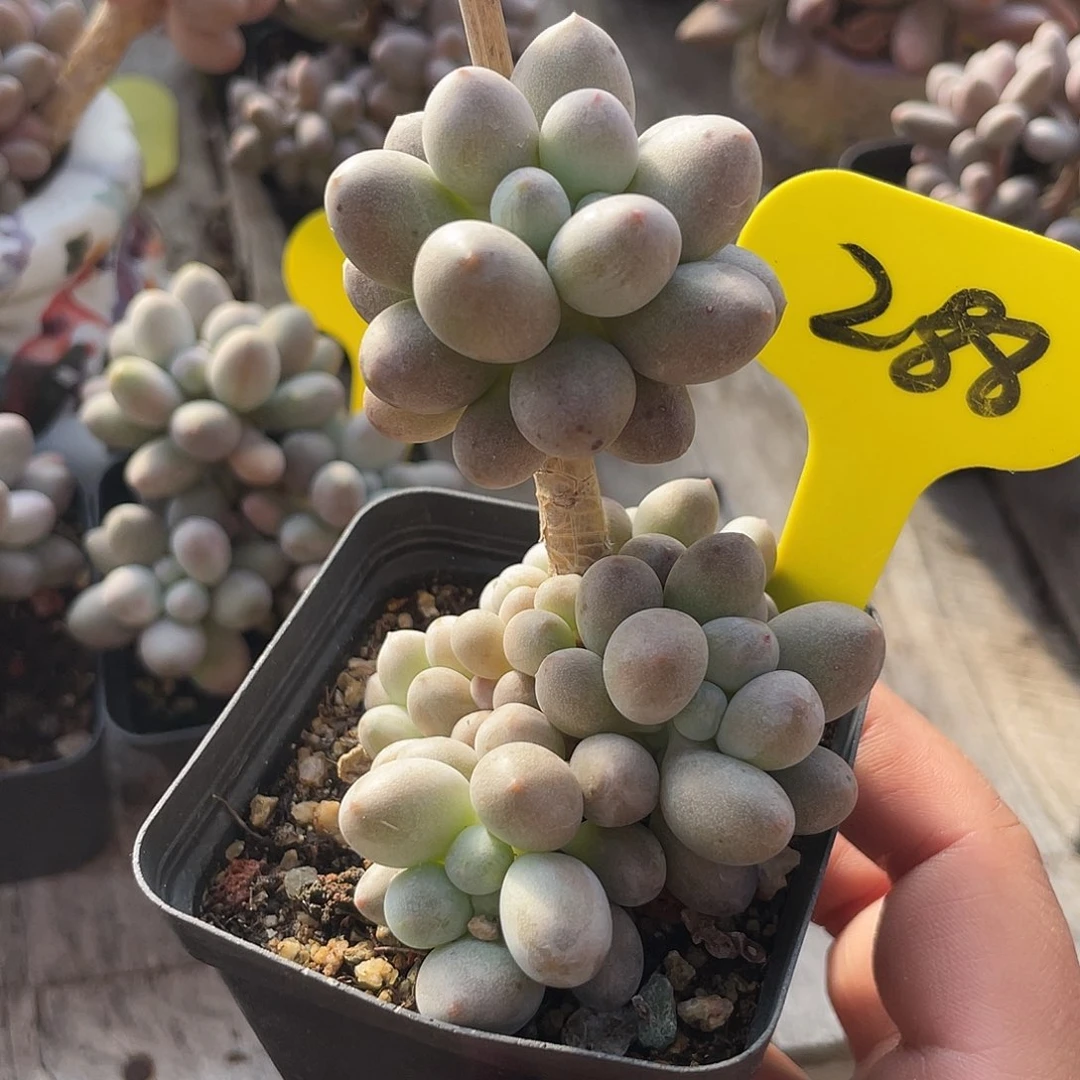 桃花奶多肉植物288