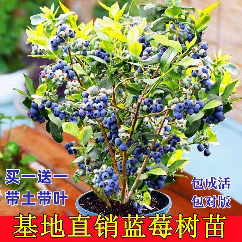蓝莓果树苗阳台盆栽地栽大果蓝莓苗南北方四季种植新品种当年结果