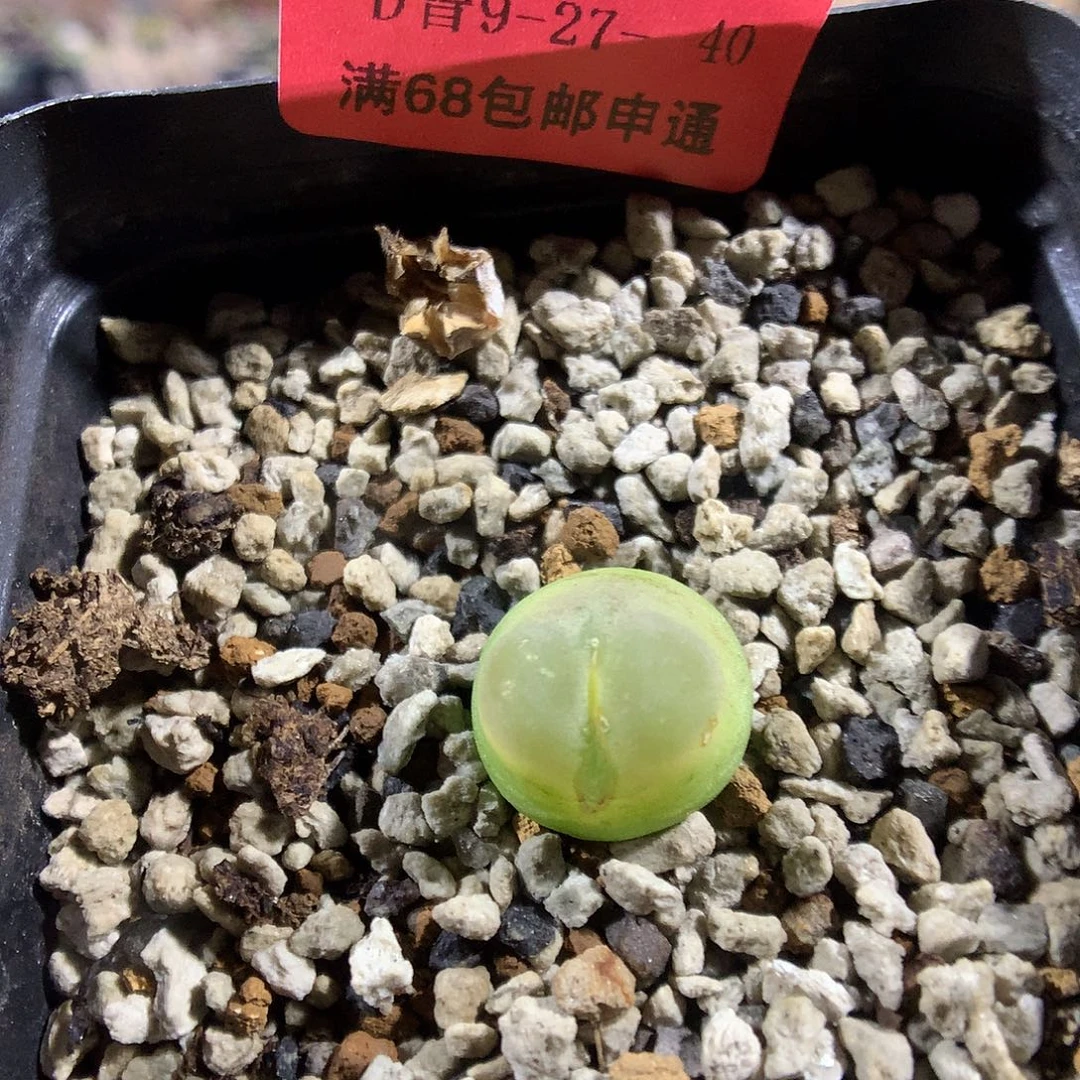 9-27-40 拉登一颗特18