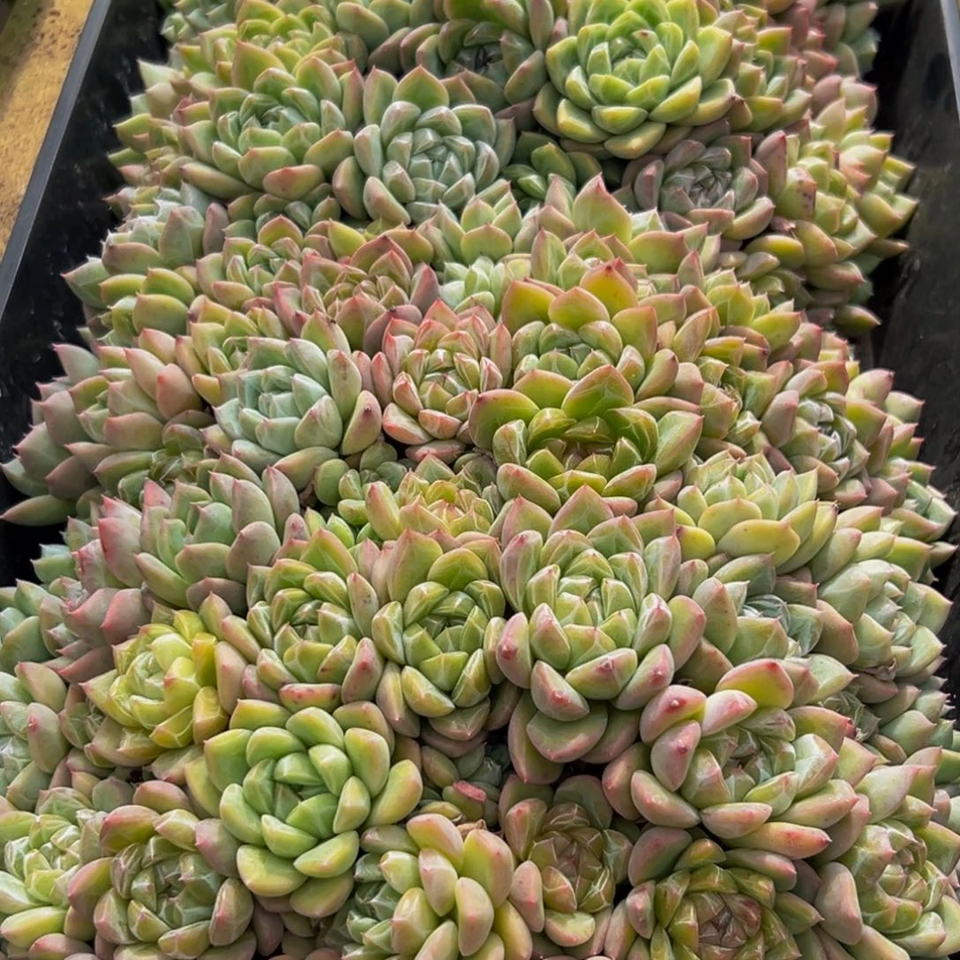 M***n169大热天大雾天气持续