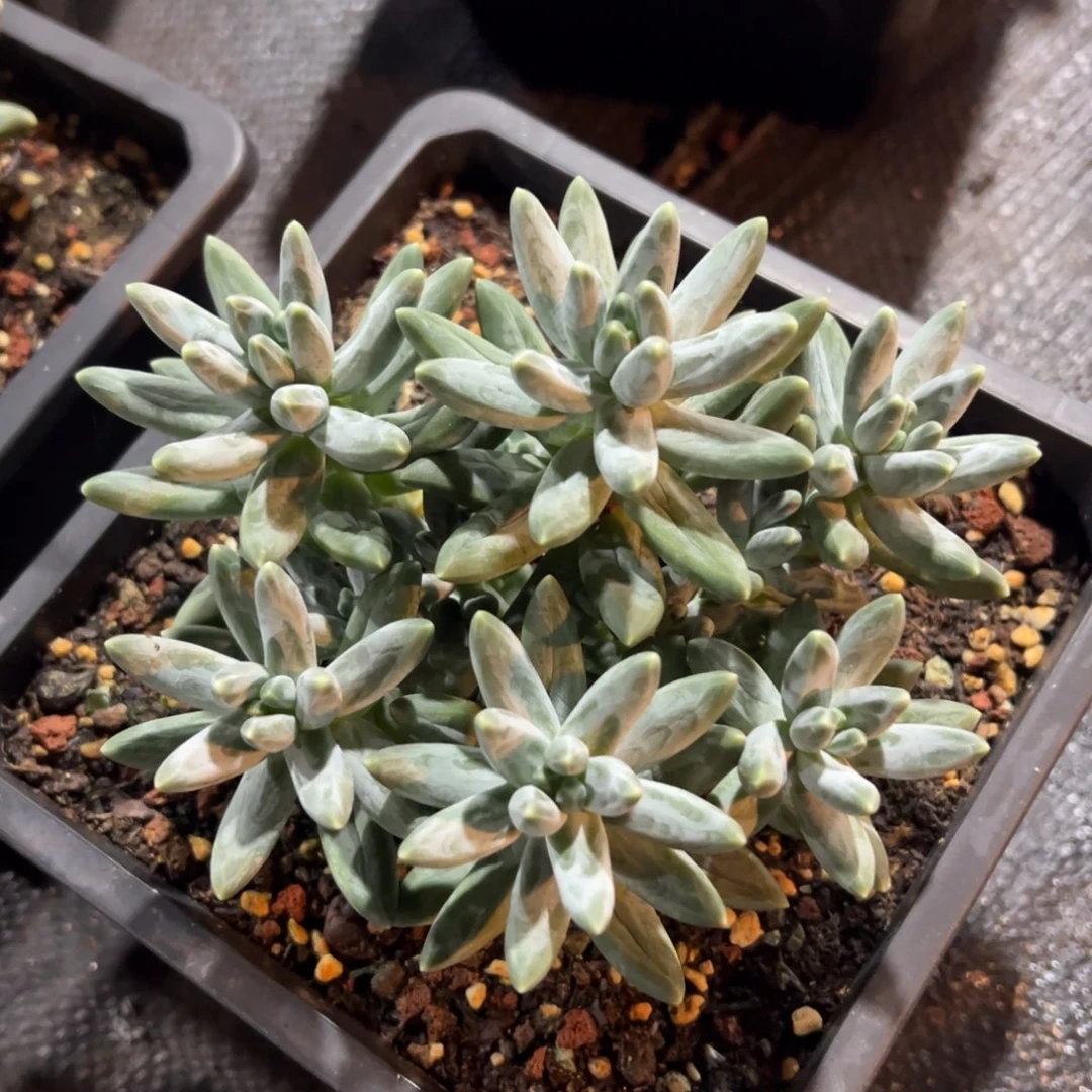 723015 乌拉克拉美人多头群生无砍，只能寄养