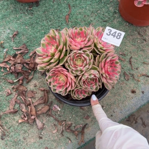 3***人248荔枝朵朵多肉，