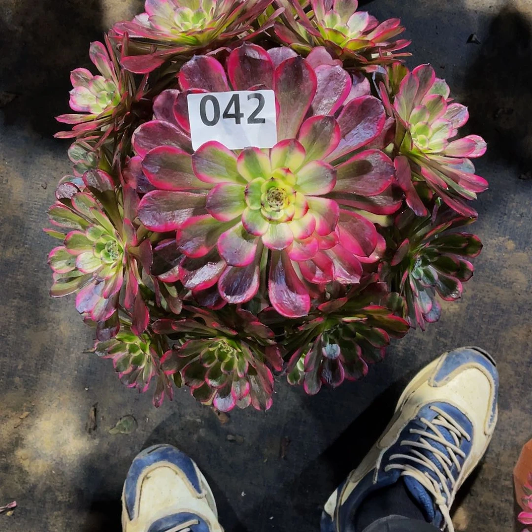 多肉黑金刚脱土发货042