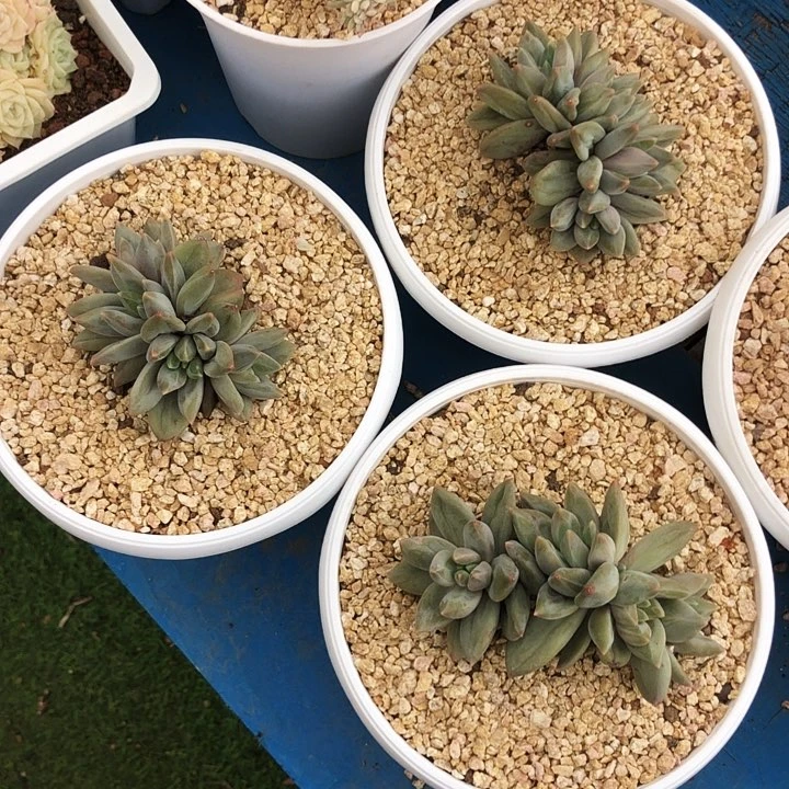 重楼缀化多肉植物