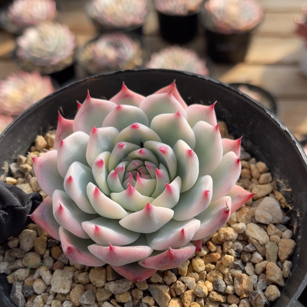 吉娃娃锦一物一拍