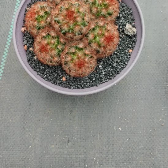 华***姐红刺嘉文丸带盆，，，