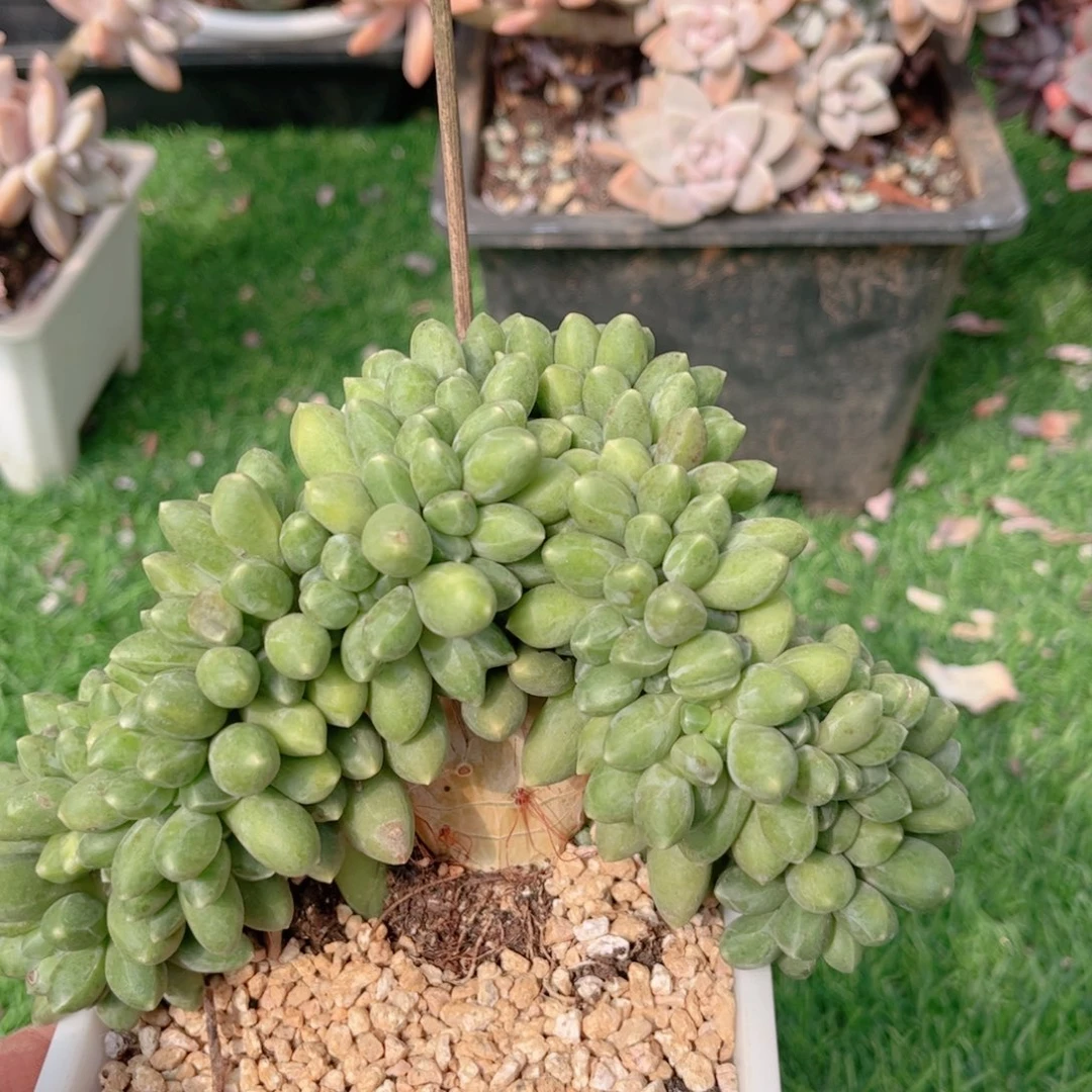 110千代田缀德华多肉