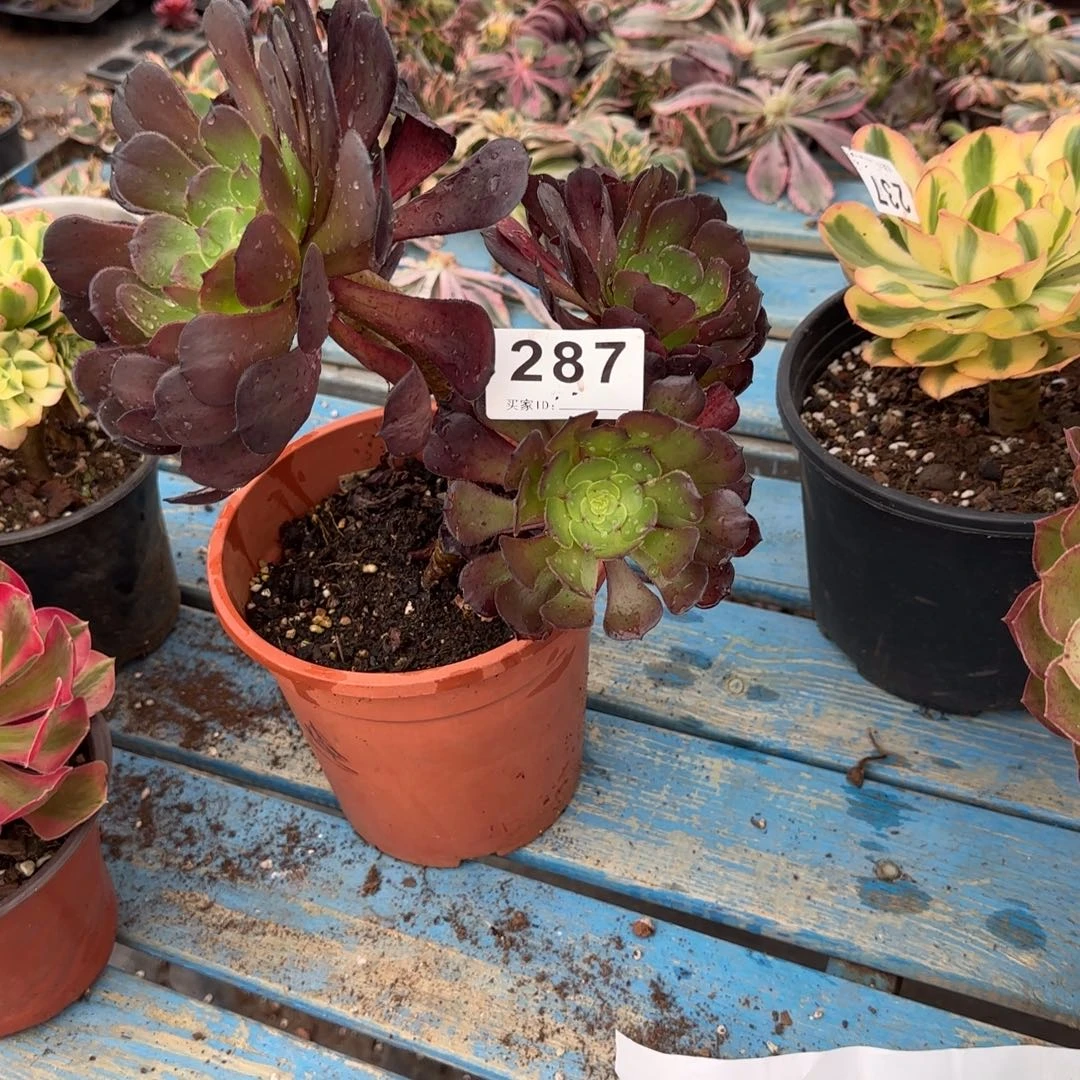 辉***g精品多肉植物0287