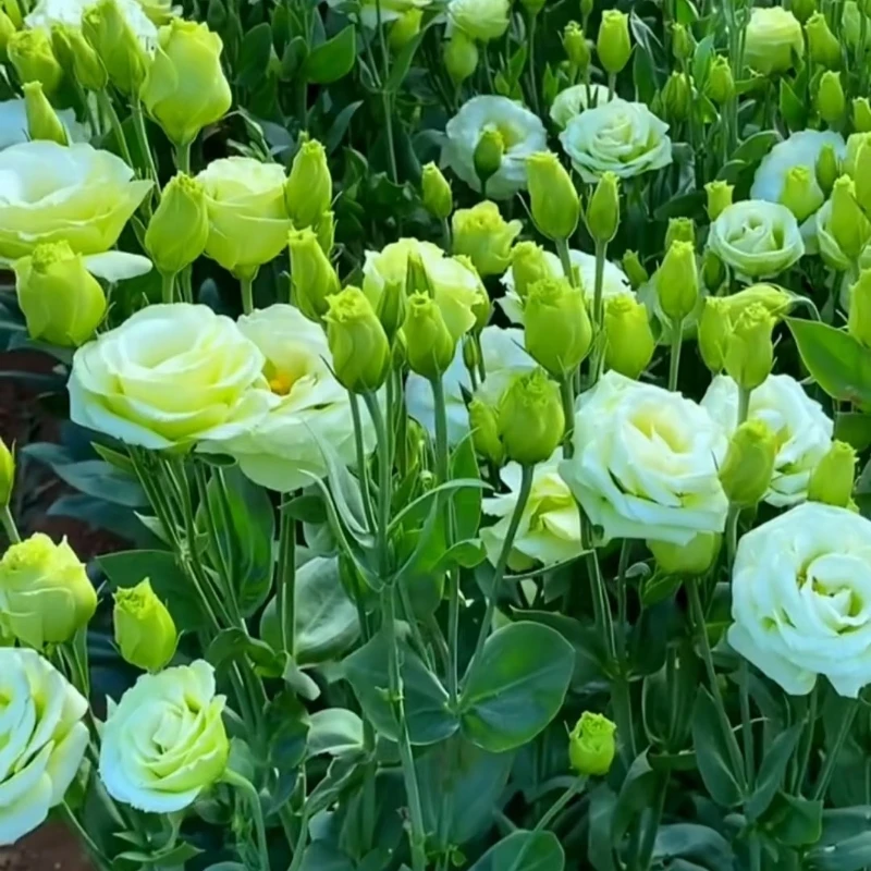 洋桔梗花苗重瓣高杆大花四季开花阳台庭院鲜花小苗耐寒耐热易成活