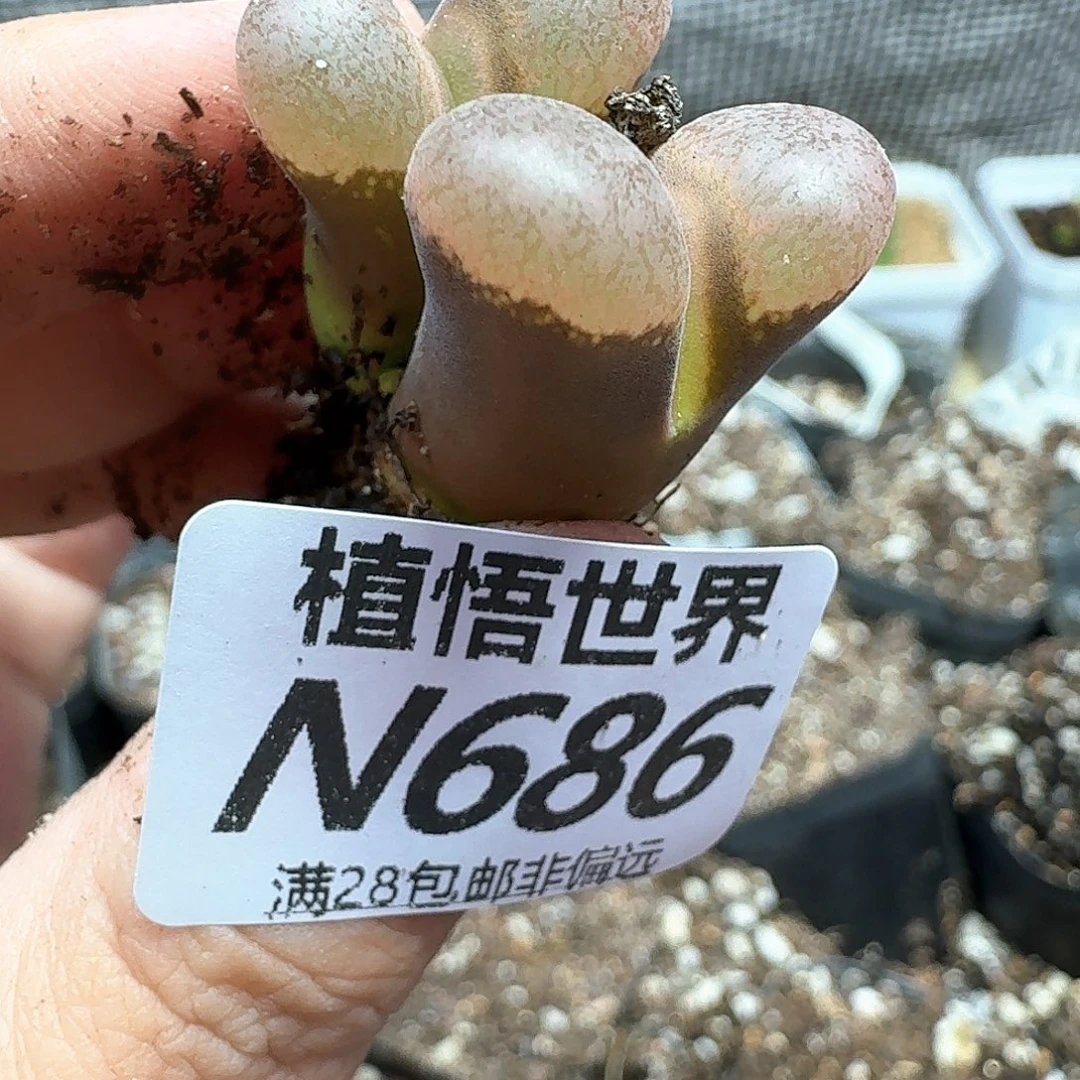 猴***山多肉植物的润泽不b