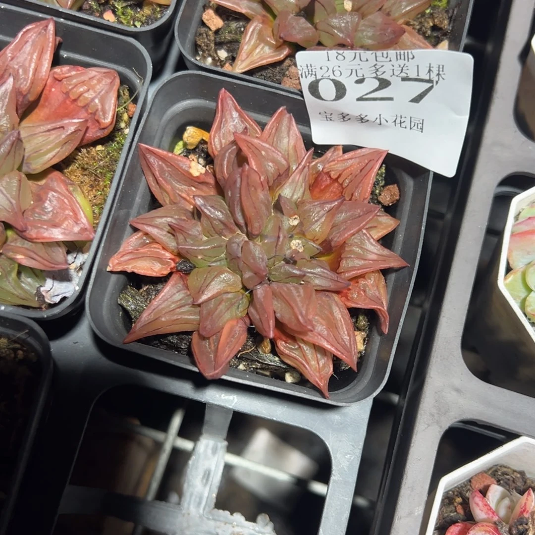 027号西瓜寿一物一拍满18包邮