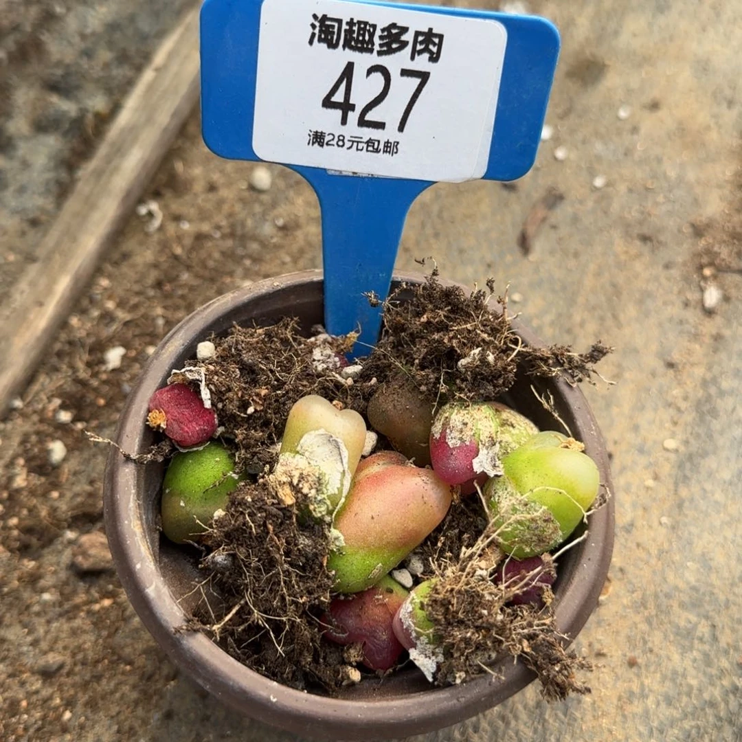 李*一多肉植物生石化毛汗妮