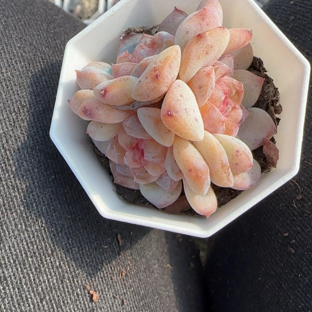 小卡拉米糖心一物一拍