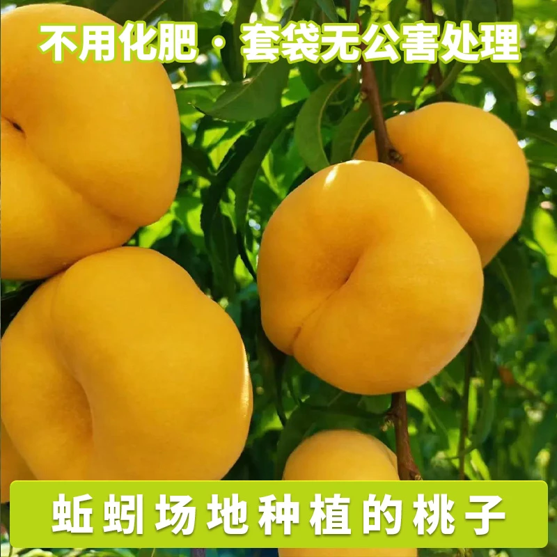 黄金蟠桃油蟠桃水蜜桃现摘现发脆甜多汁时令水果三农创业自家植