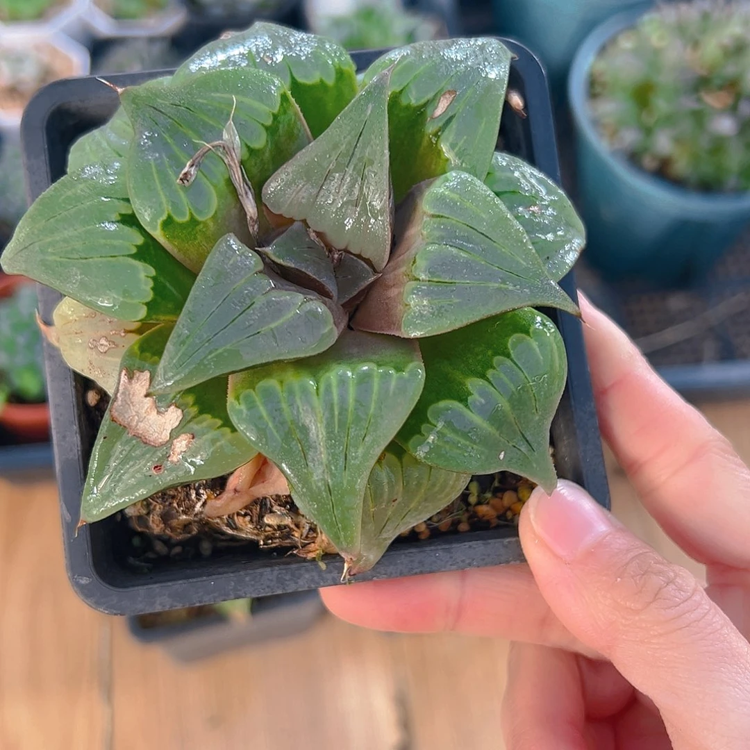 瑕疵媚凤母本玉露多肉一颗