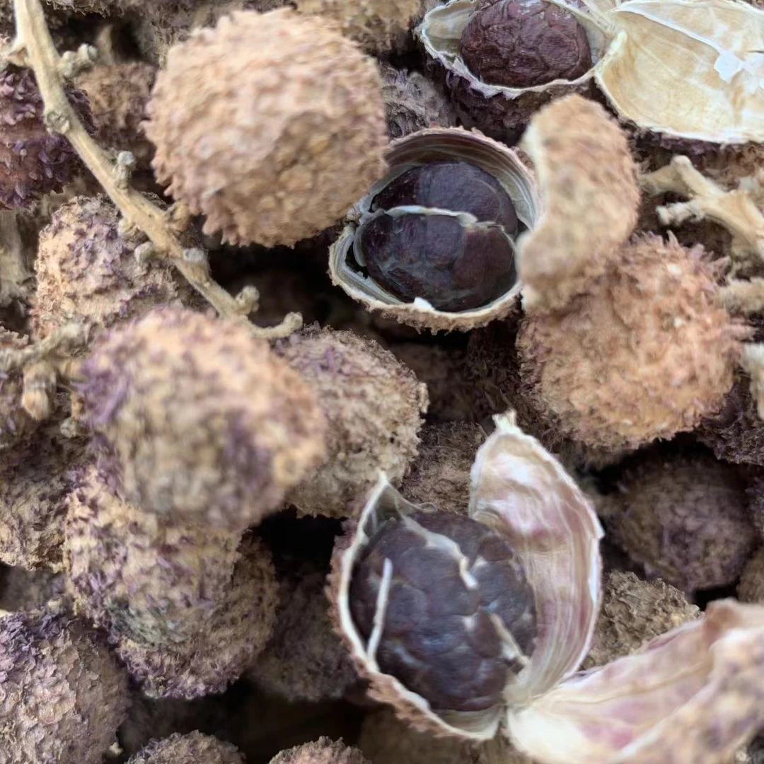 阳春春砂仁农家生晒整株无硫煲汤蒸肉泡茶泡酒泡蜂蜜