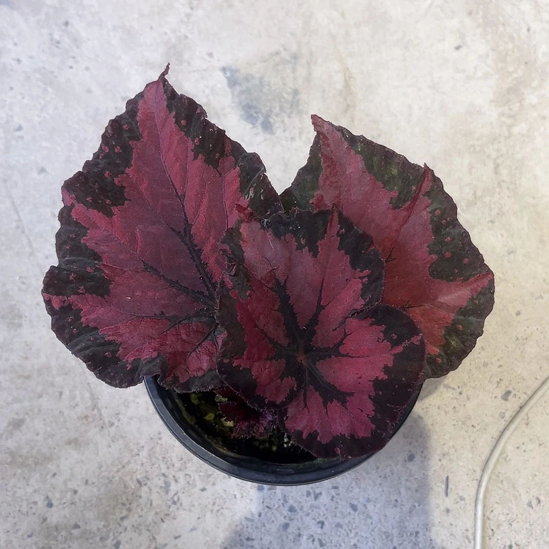 完全开放大酱菜秋海棠