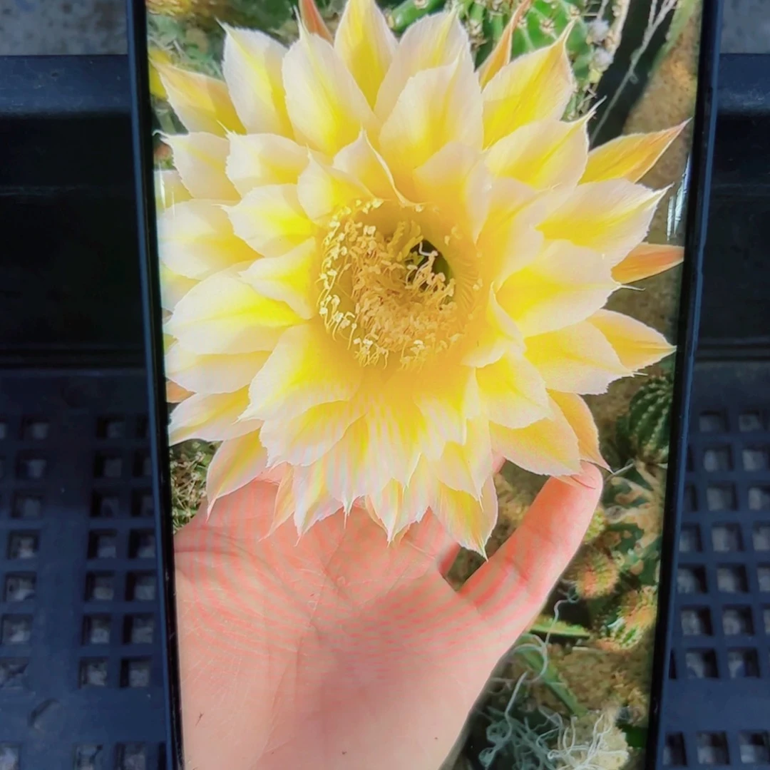 303彩草雪莲歪无根侧芽4公分左右20包邮