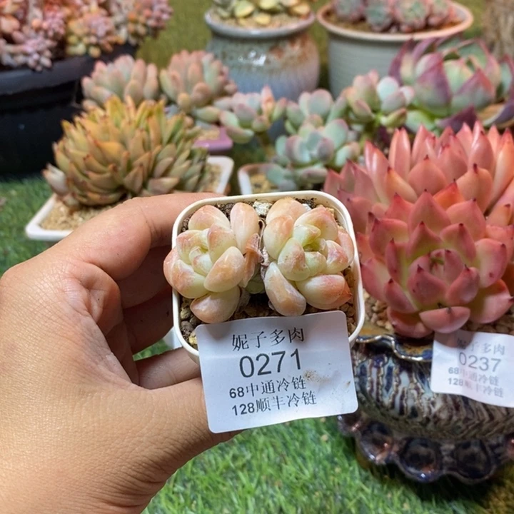 0270 不满68请拍冷链
