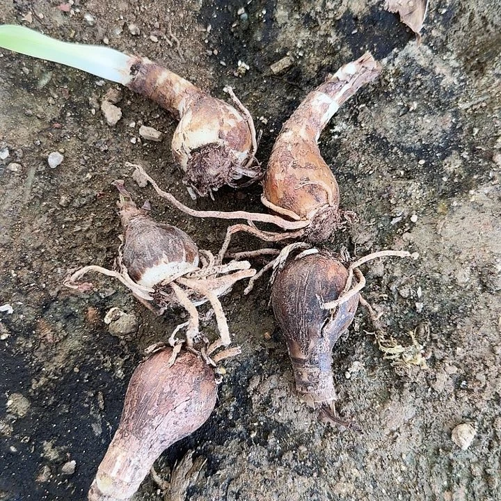 安吉拉朱顶红一棵3+