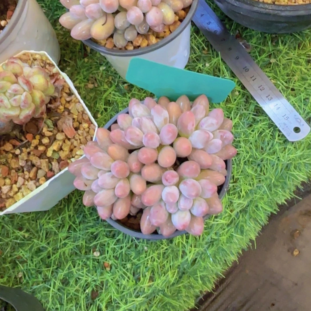 方***妮我的小可爱们都好可爱